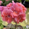 Pelargonium 'Kesgrave' - Pelargoon 'Kesgrave' P9/0,55L